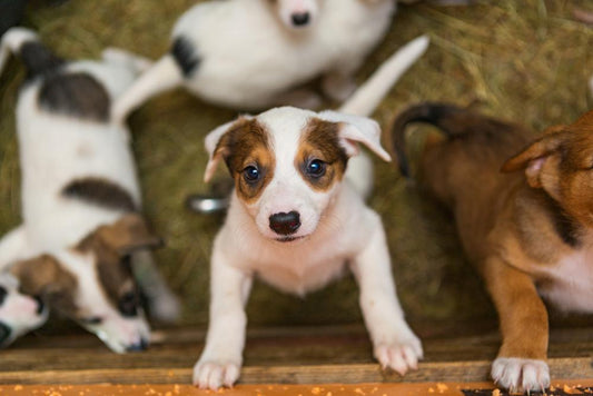 Welcoming a New Furry Family Member? Here's Your Must-Have Checklist!